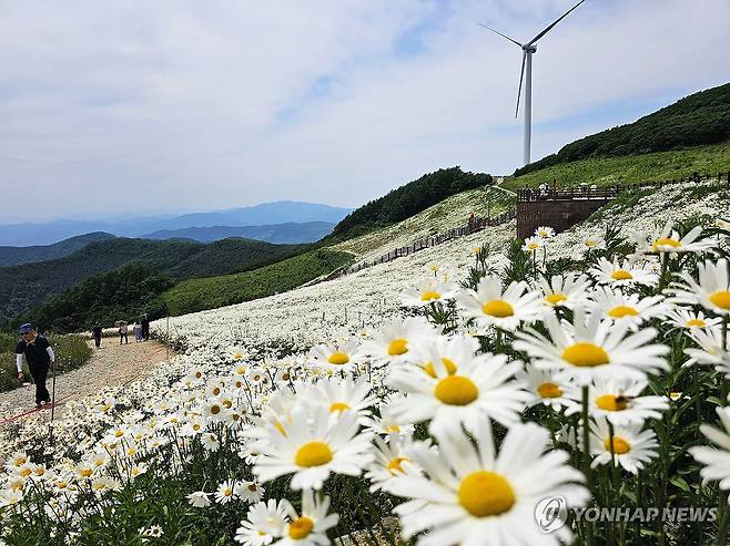 샤스타데이지 만개한 평창 청옥산 육백마지기 [연합뉴스 자료사진]