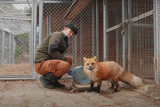 청주동물원 관계자들이 부상당한 야생 여우를 치료하고 있다. 청주시 제공