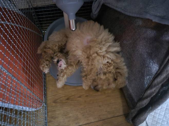 20240714_124906.jpg 데려온지 한달된 멍뭉이 근황!