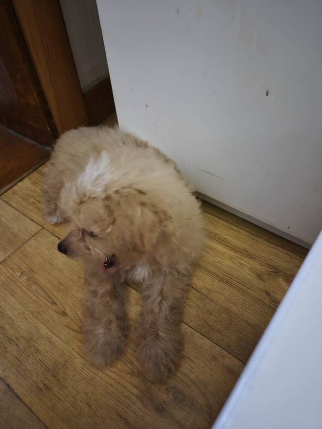 20240801_134058.jpg 데려온지 한달된 멍뭉이 근황!