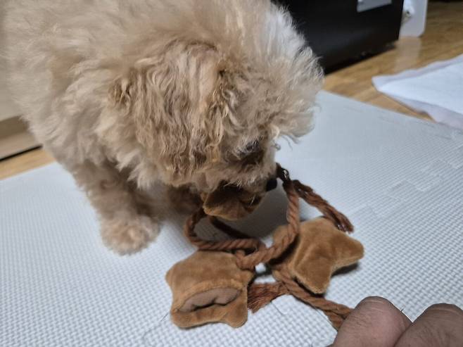 20240808_131533.jpg 데려온지 한달된 멍뭉이 근황!