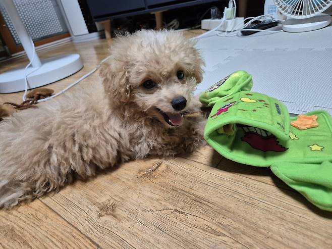 20240808_132144.jpg 데려온지 한달된 멍뭉이 근황!