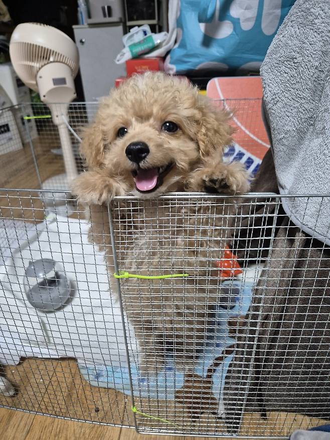 20240809_152327.jpg 데려온지 한달된 멍뭉이 근황!