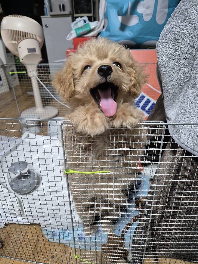 20240809_152329.jpg 데려온지 한달된 멍뭉이 근황!