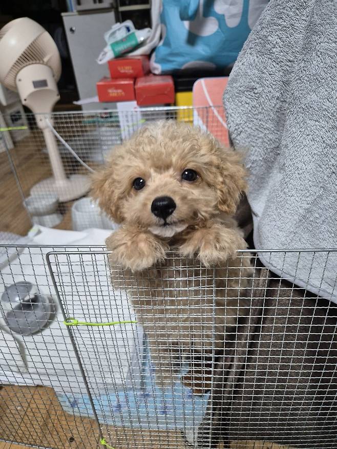 20240809_152340.jpg 데려온지 한달된 멍뭉이 근황!