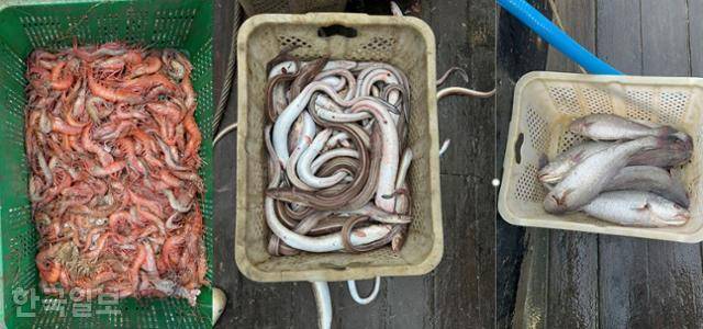 영진호가 제주 남부 어장에서 잡는 대표 어종들. 딱새우(맨 왼쪽 사진부터)는 여름에 가격이 좋아 돈이 된다. 붕장어는 양망 때마다 끌려오는 어종이며, 민어는 겨울이 철이지만 여름에도 간간이 잡힌다. 제주=유대근 기자
