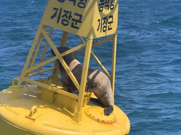 12일 기장앞바다에서 등부표 철재구조물에 갇혔다가 울산해경에 의해 구조된 멸종위기 야생생물 Ⅱ급 큰바다사자. 울산해경 제공