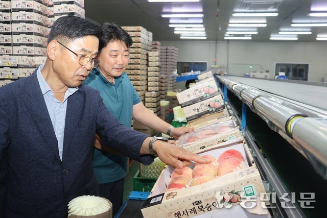 정지태 충북 음성 감곡농협 조합장(왼쪽)이 오창진 APC 센터장과 함께 선별 중인 ‘햇사레’ 복숭아의 품질을 살펴보고 있다.