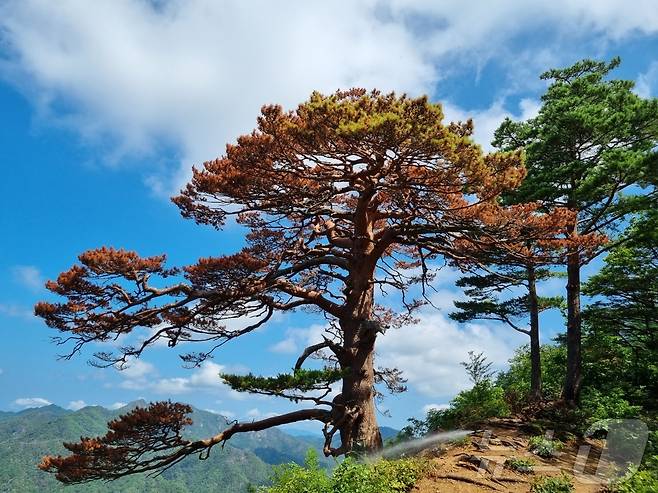 피해 후 대왕소나무 전경(2024년)(산림청 제공)/뉴스1