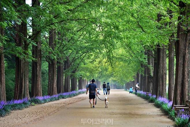 담양 메타세쿼이아 가로수길 따라 활짝 핀 보랏빛 맥문동/사진-담양군