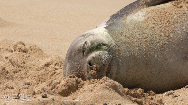 미국 하와이 카우아이섬의 포이푸 해변 모래사장에 누워있는 몽크물범. 보통 오전 7시부터 해 질 녘까지 자는 야행성이다. 멸종위기종인 이 동물은 외모와 행동이 귀여운 데다 영적인 존재로 여겨져 지역민들의 사랑을 받는다. 하와이=원다라 기자