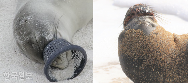 하와이 몽크물범의 입에 장어통발 유도구가 끼어 있는 모습(왼쪽). 지역 동물구호단체와 수의사들이 이 물범들을 구조하고 있지만 이미 입 주변이 크게 다친 상태였다(오른쪽). 서프라이더재단 제공