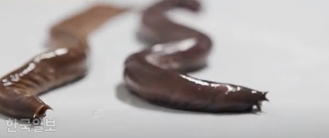 턱이 없고 눈이 피부 속에 묻혀 있는 먹장어. 흔히 '곰장어' 또는 '꼼장어'로 불리며 술안주로 흔히 먹는다. 식품의약품안전처 유튜브 캡처