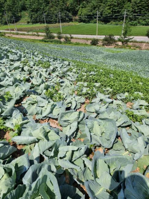 ▲ 태백 창죽동에서 고랭지배추와 양배추 농사를 짓는 심금술 씨는 올해 1만3200㎡(4000평) 규모의 씨스트선충 피해를 봤다. 배추과 식물이 씨스트선충에 감염되면 생육 부진과 시들음병 등의 증상을 보여 상품가치를 잃는다. 사진제공=독자 심금술씨