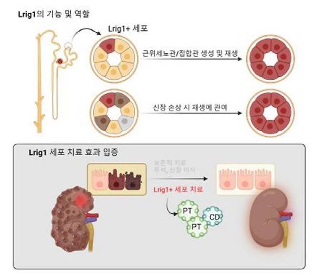 Lrig1 세포는 발달 및 성체 신장에서 근위세뇨관과 집합관 생성과 재생에 기여하며, 신장 손상 시 근위세뇨관의 재생을 촉진하는 역할을 한다. 또한, Lrig1 유래 세포를 손상된 신장에 주입한 결과, 신장이 재생되는 효과를 확인했다. Lrig1 세포가 신장 손상 치료를 위한 새로운 세포치료제로서의 가능성을 입증했다.