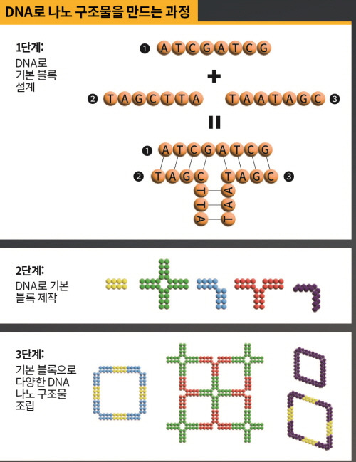 DNA를 이루는 염기(A-T, C-G)의 상보적인 결합 성질을 활용해 다양한 나노 구조물을 만든다. 이 과정은 설계, 블록 제작, 조립의 단계로 이진다. 먼저 DNA의 기본 블록을 설계하고 이를 이용해 기본 블록을 만든 후 다양한 DNA 나노 구조물을 조립한다. 과학동아 제공