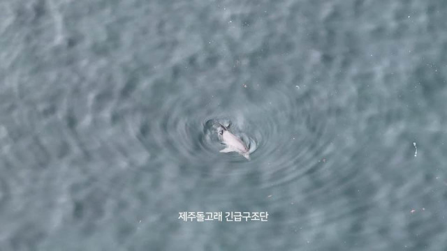 어린 남방큰돌고래 종달이.사진=제주돌고래 긴급구조단 제공