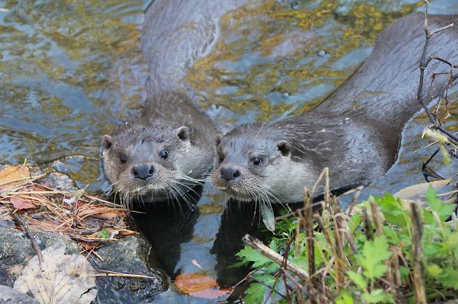 글로벌 유전체 분석 기업 마크로젠은 지난해 "한국수달보호협회와 유전체 분석을 통해 서울 한강서 멸종위기종인 수달 15마리를 확인했다"고 밝혔다./마크로젠