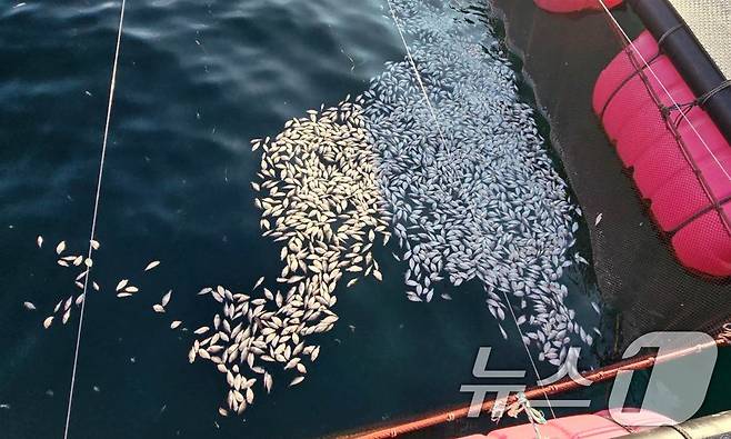 경남 거제시 동부지역 해상 가두리양식장에서 17일 고수온으로 폐사한 조피볼락이 물 위에 떠 있다. (경남도 제공) 2024.8.19/뉴스1 ⓒ News1 윤일지 기자