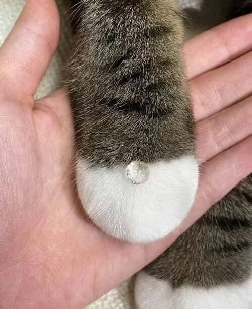 IMG_6214.jpeg 도라에몽 주먹냥이.jpg