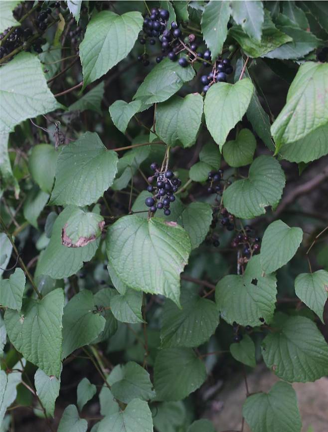 포도속 식물인 새머루(Vitis flexuosa Thunb).