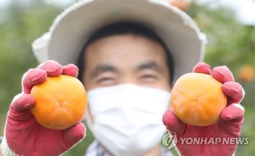 전국 1위 창원 단감 [연합뉴스 자료사진]