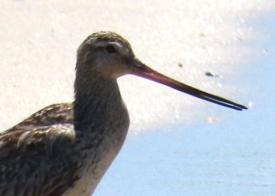 큰뒷부리도요는 부리 시작 부분이 분홍색을 띠는 게 특징이다. 울산시(전혜선 울산새 통신원 제공)