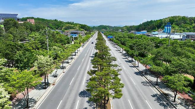 경북 영주시 서원로 왕벚·이팝나무길 [산림청 제공. 재판매 및 DB 금지]