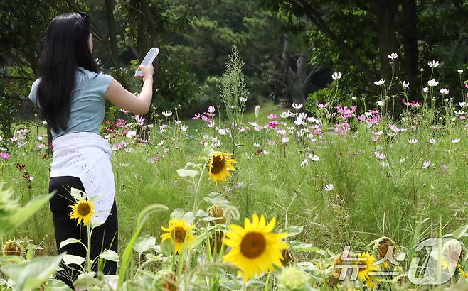 8월6일 오후 제주시 애월읍 항파두리 항몽유적지에 해바라기와 코스모스가 함께 펴 시선을 사로잡고 있다. 2024.8.6/뉴스1 ⓒ News1 오현지 기자