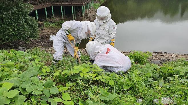 전남소방본부 119 구조대원들이 벌집을 제거하고 있다. 전남소방본부 제공