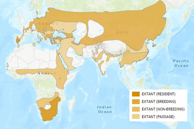 세계 먹황새 분포도. 사진=BirdLife International