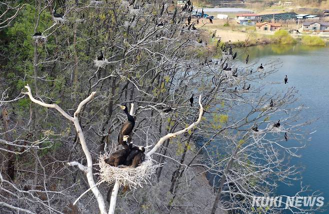 충북 영동군 용산면 미전저수지의 가마우지 번식터. 이 곳은 원래 백로번식지였으나 알을 먼저 낳는 가마우지가 선점해 자신들의 번식터로 차지했다. 이처럼 가마우지 개체수가 급증하면서 다른 조류의 번식터와 휴식지를 빼앗고 있다.