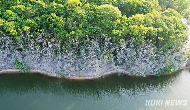 드론으로 내려다본 궁촌귀운지 가마우지 번식터 전경