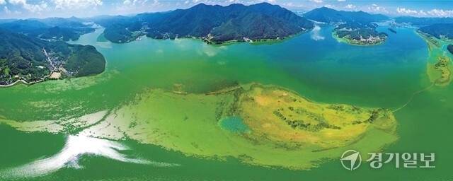 지난 19일 팔당호 일대가 온통 초록색 녹조로 뒤덮여 있다. 경기일보DB