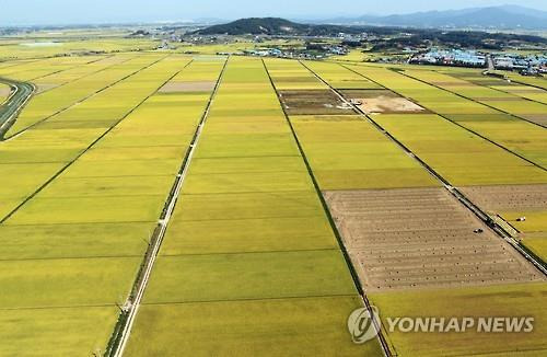 김제평야 [연합뉴스 자료사진]