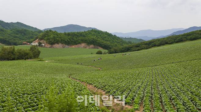 안반데기에 펼쳐진 대규모 배추밭