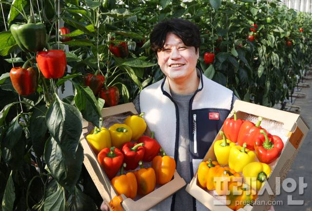 ▲농업회사법인 탐진들에서 생산하는 싱싱한 파프리카 ⓒ강진군