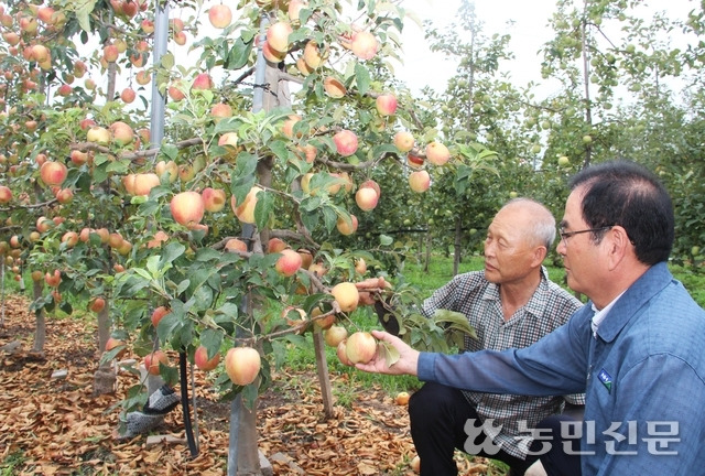 이인찬 경북 영주 풍기농협 조합장(오른쪽)과 사과농가 명재철씨가 햇볕데임 피해가 발생한 사과를 안타깝게 살펴보고 있다.