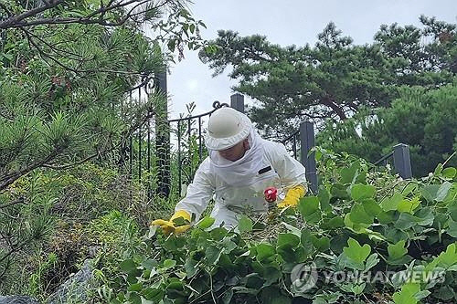 여름철 벌 쏘임 사고 조심"[광주 광산소방서 제공]