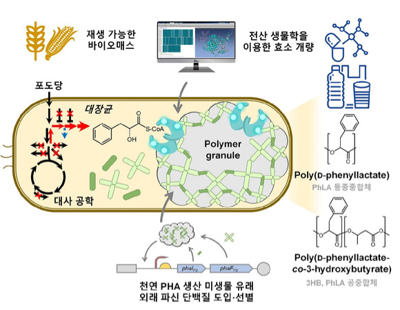 KAIST 연구팀이 방향족 폴리에스터 생산 미생물 개발 전략을 내놓았다. [사진=KAIST]