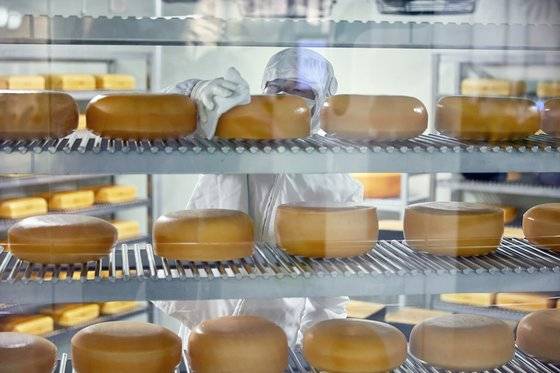 임실치즈는 가염 농도를 조절해 한국인이 선호하는 정도의 짠맛이 가미된 치즈를 생산한다.