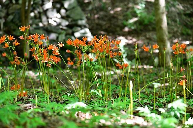 내장산국립공원 내 개화를 시작한 '백양꽃'. *재판매 및 DB 금지