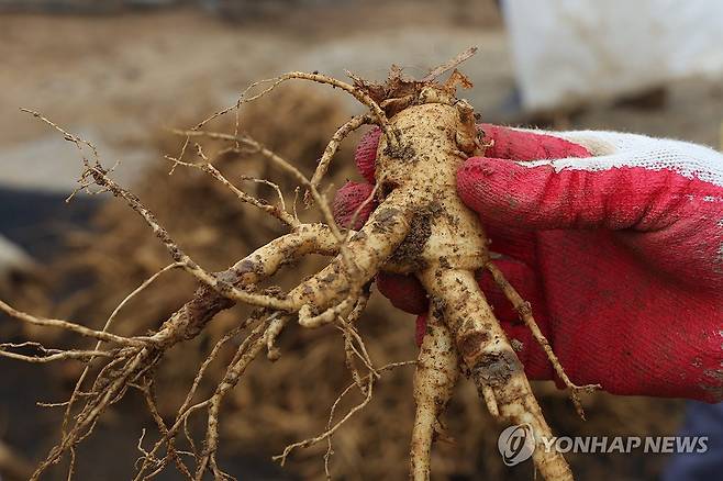 이른 아침에 수확한 파주 6년근 인삼 [연합뉴스 자료사진]