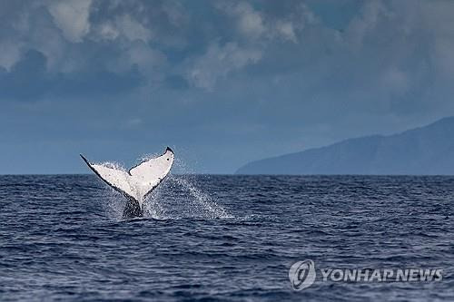 헤엄치는 고래  [로이터=연합뉴스]