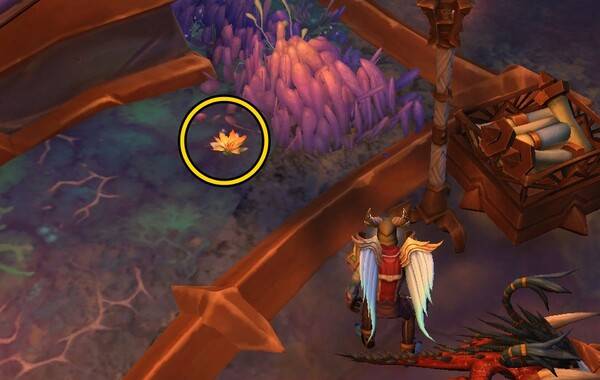 -&nbsp;거미줄로 뒤엉킨 연꽃