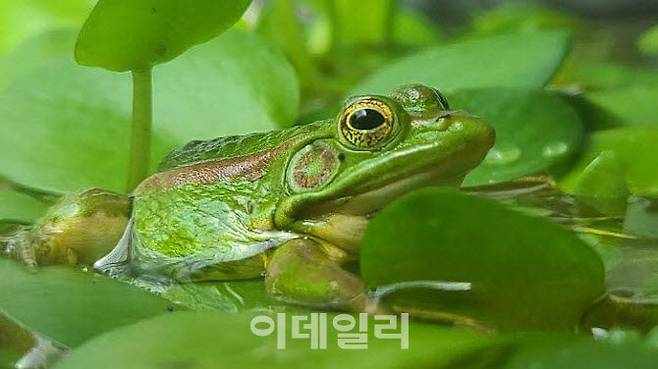 인공증식 금개구리. (사진=서울대공원)