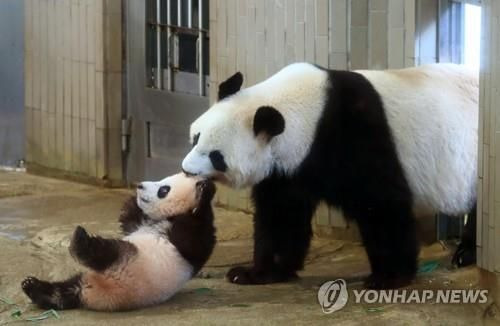 엄마에게 끌려가는 아기 판다 '샹샹'.[사진출처=연합뉴스]