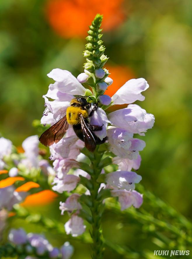 30일 서울 종로구 열린송현녹지광장에 조성된 꽃밭에서 벌이 꿀을 따고 있다.