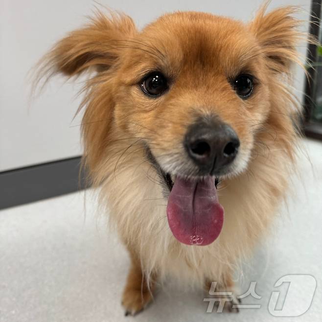 식이를 조절한 뒤 더 이상 설사를 하지 않는 강아지 쮸로(고려동물메디컬센터 제공) ⓒ 뉴스1