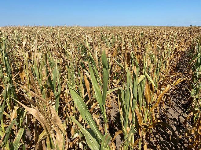 FILE PHOTO: Corn struggles with drought in Nance County, Nebraska, U.S. August 22, 2022. REUTERS/Karen Braun/File Photo